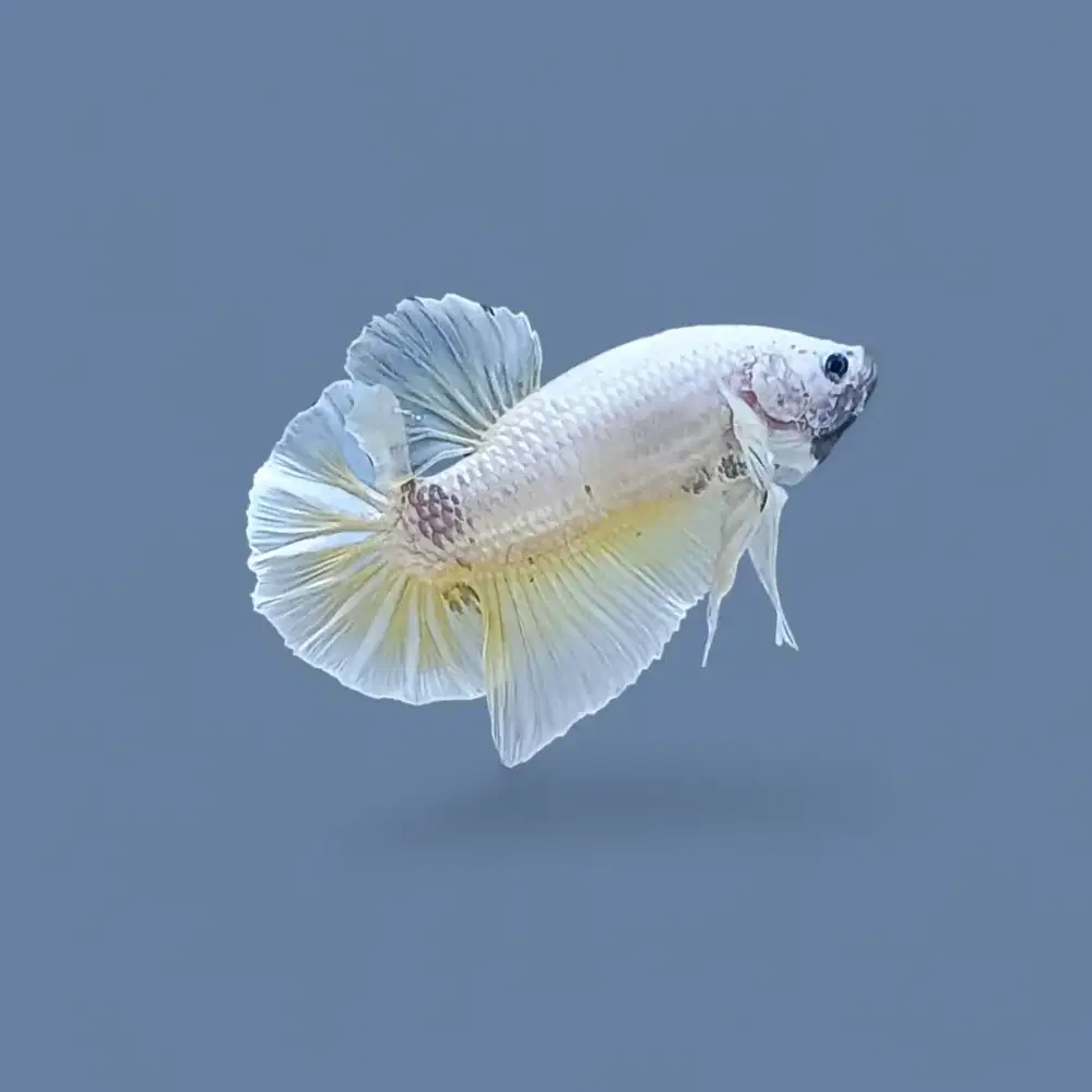ikan cupang giant dragon