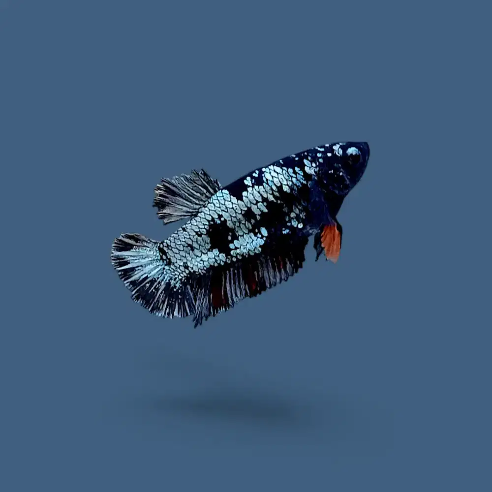 ikan cupang cupang betina avatar