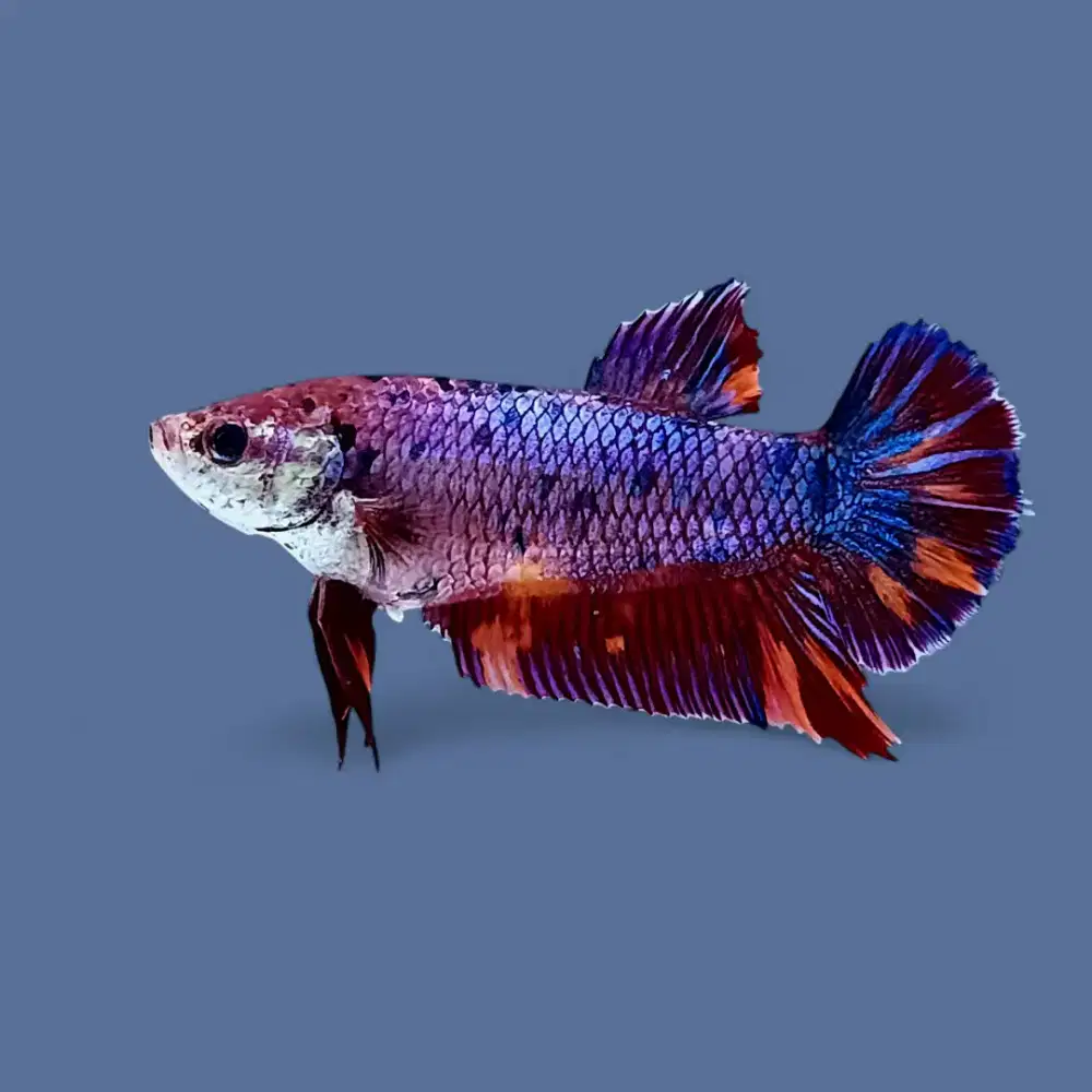 ikan cupang betina giant