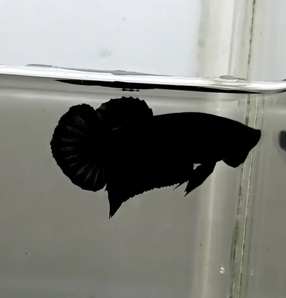 ikan cupang hitam