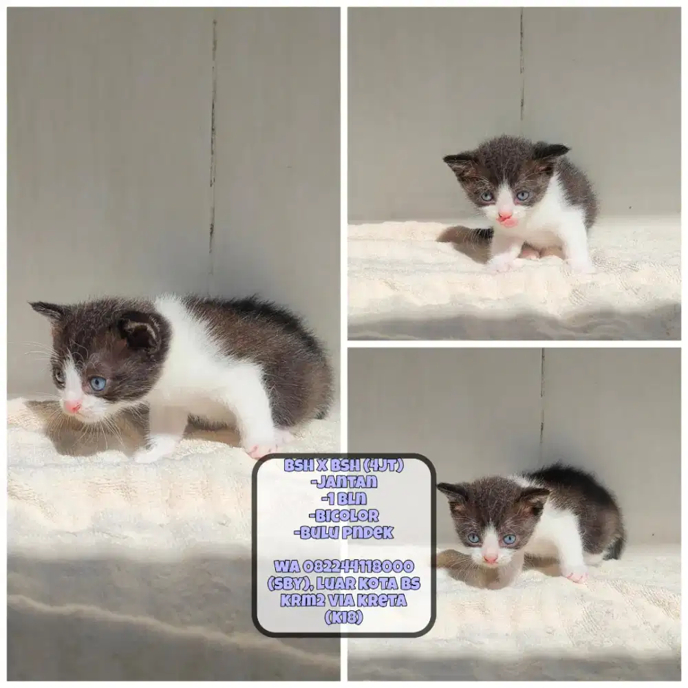 Kucing Bsh x Bsh (Bicolor)