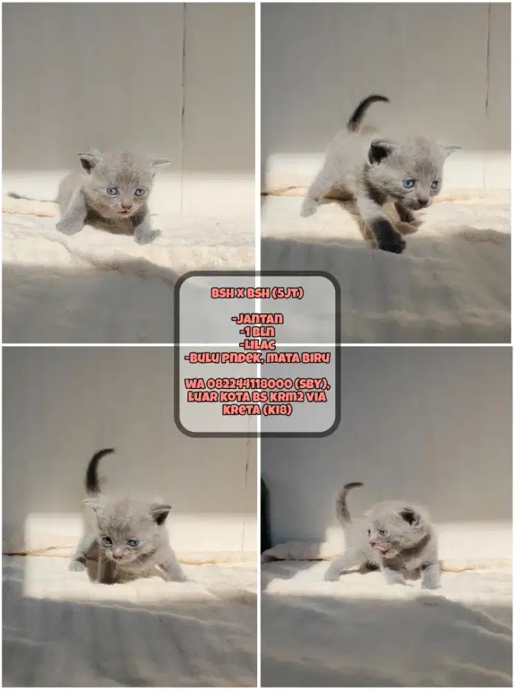 Kucing Bsh x Bsh (Lilac)