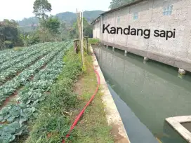 Jual tanah dan kandang sapi
