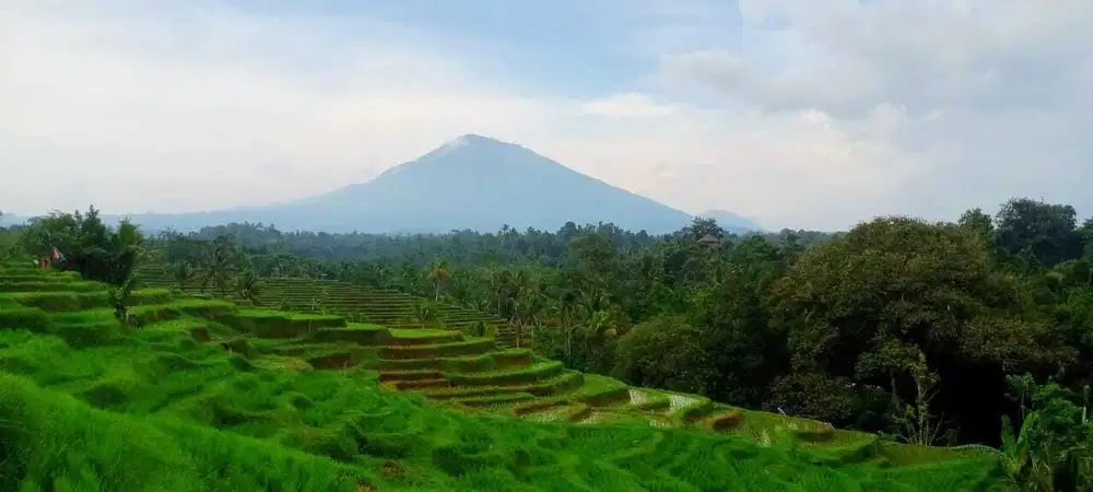 Dijual Tanah View Gunung Sawah Dan Laut  Cocok Untuk Vila Di Tabanan