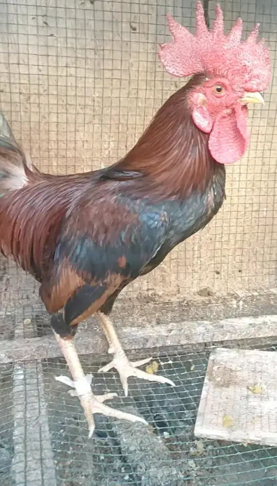 Ayam kampung x kate jantan dewasa