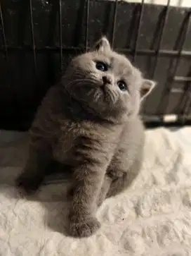 Kucing british shorthair kitten british shorthair kucing bsh