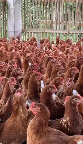 Ayam pullet petelur