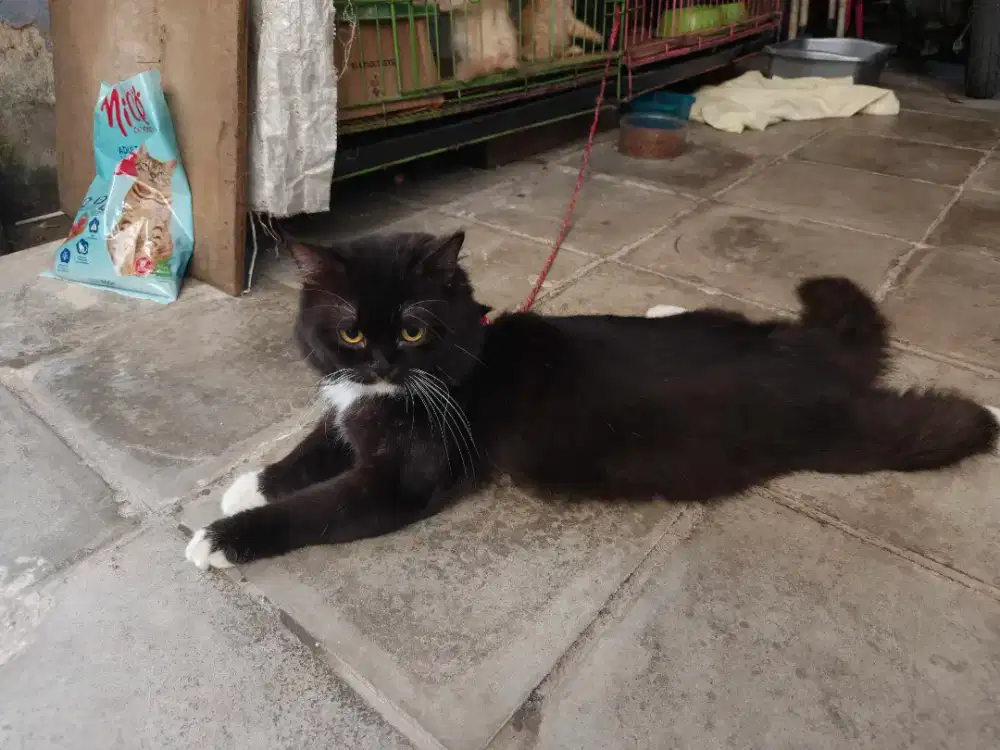 MURAH! Kucing persia 6 ekor