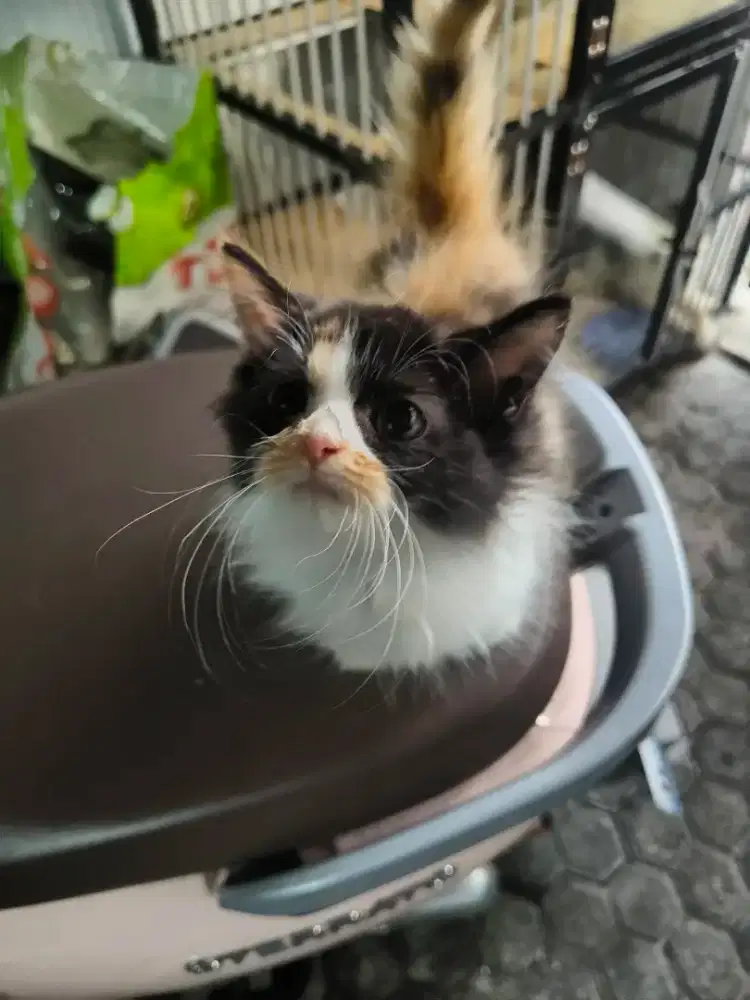 Kitten persia 2bln