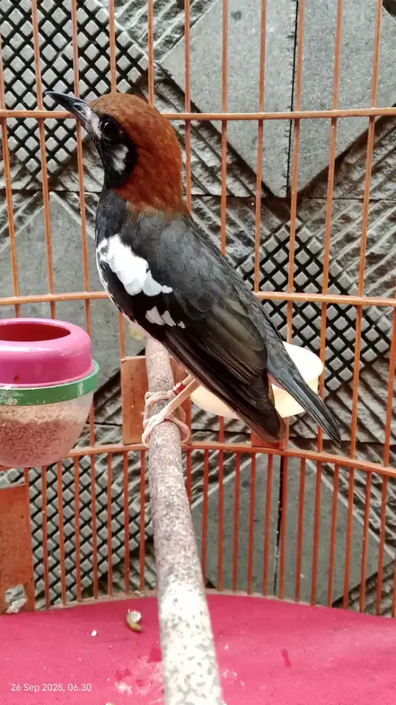 Burung Anis kembang Fulset