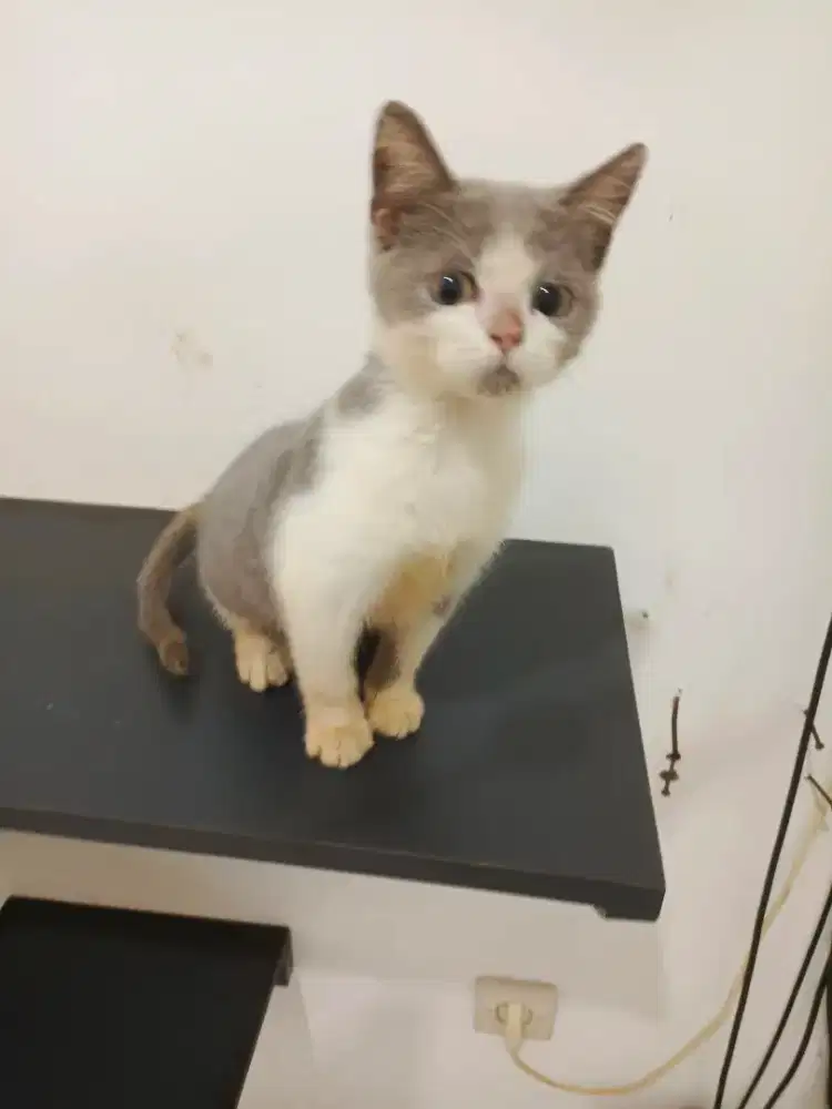 Bsh blue snd white