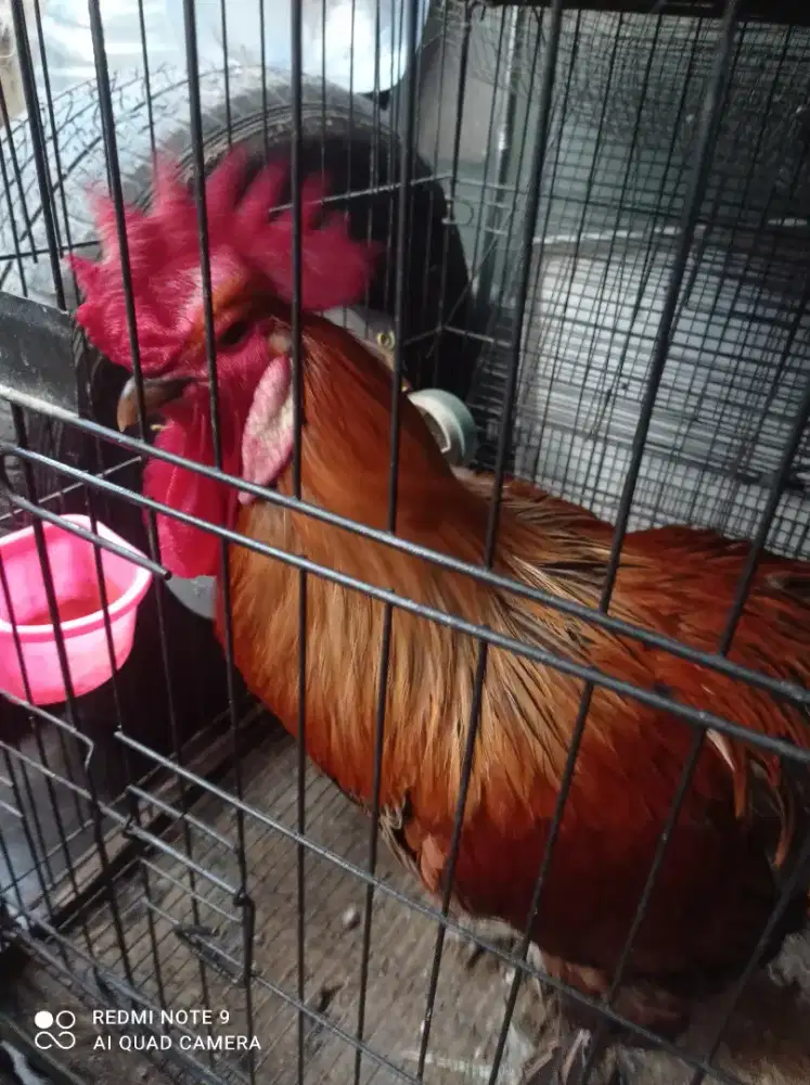 JUAL AYAM PELUNG X BRAHMA JANTAN
