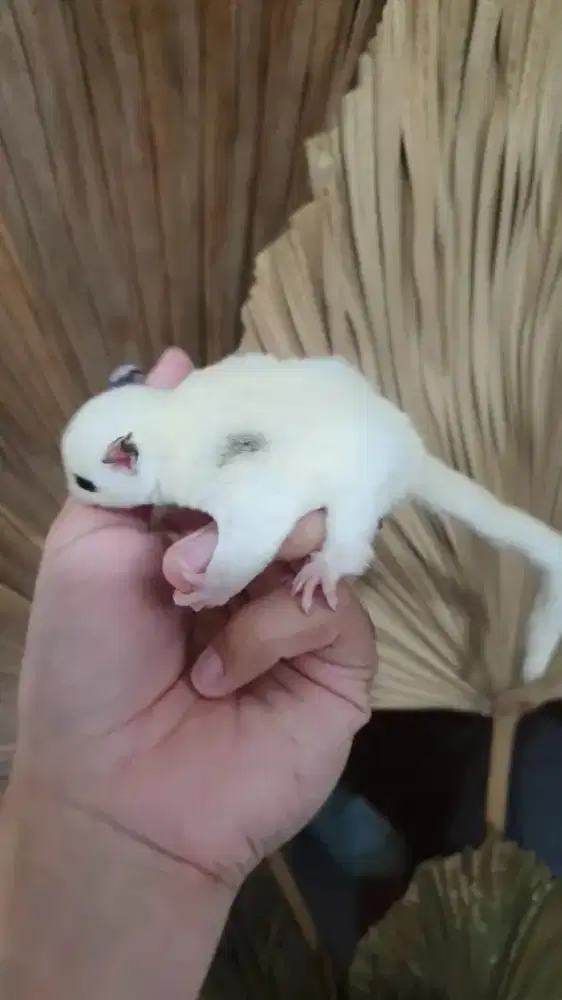 Sugarglider fiedball