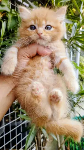 Kucing persia kitten