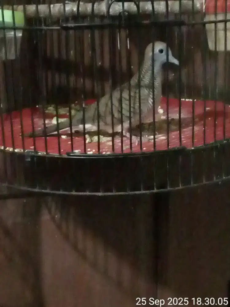 burung perkutut lokal katuranggan jogoboyo