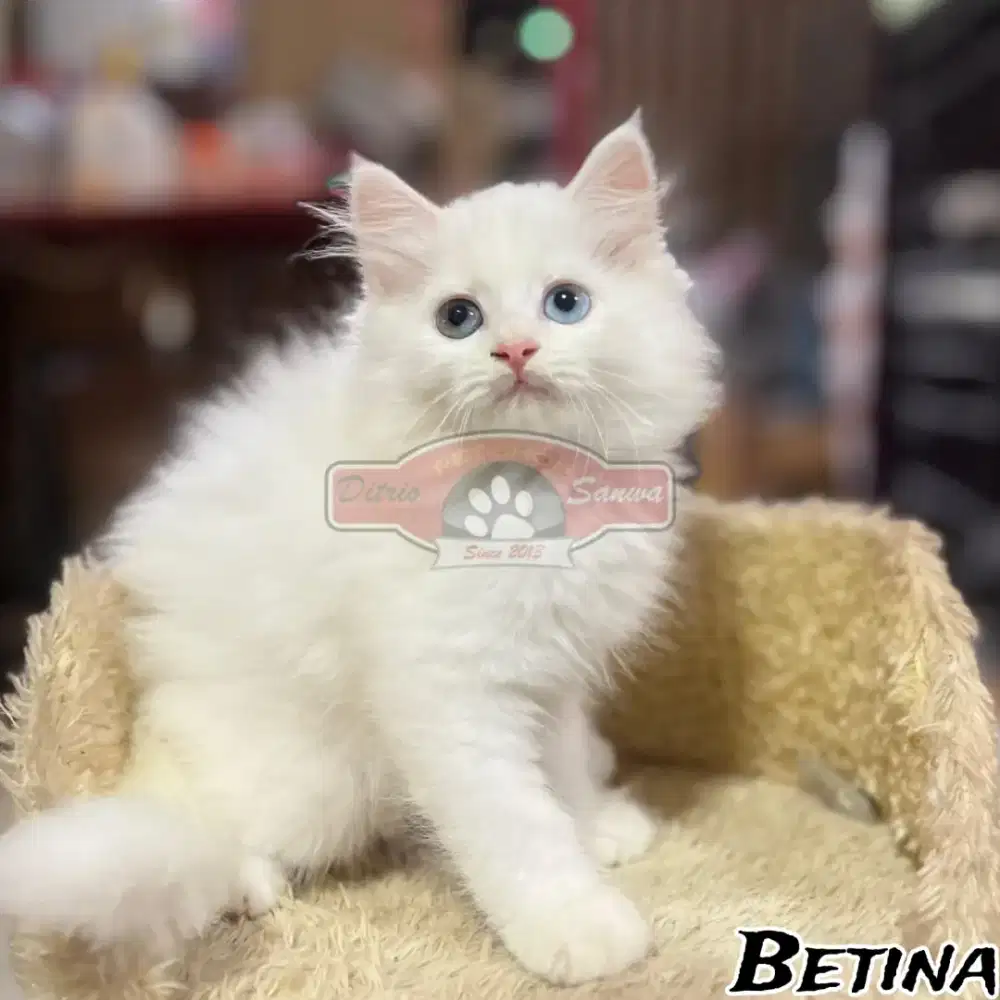 Open adopt kucing persia