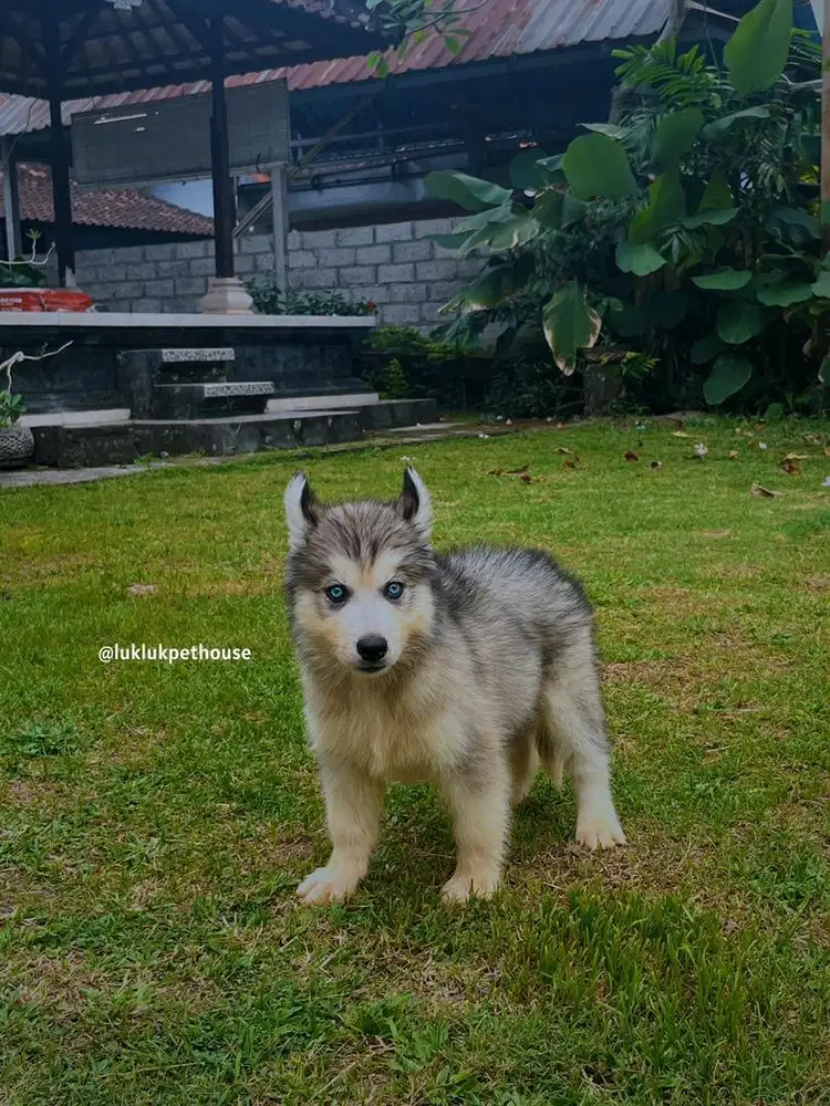 Siberian Husky Good Quality (stmboom chip)