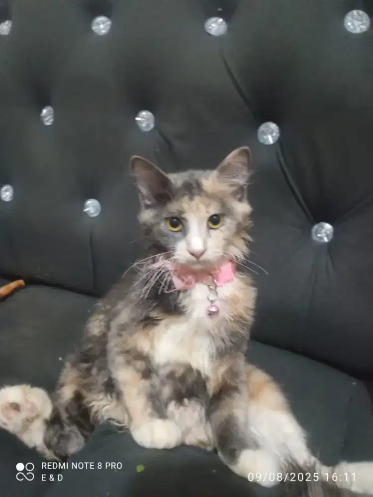 Mau di jual aja kucing ny soal ny kshan gak k urus repot