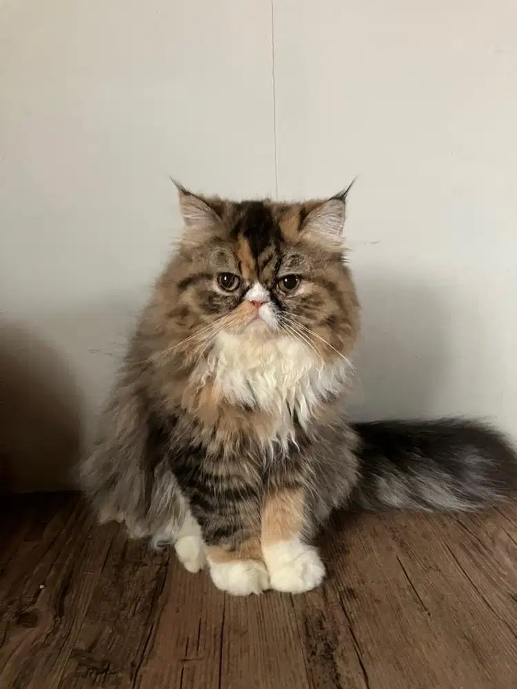 Kitten Persia Longhair Tortie