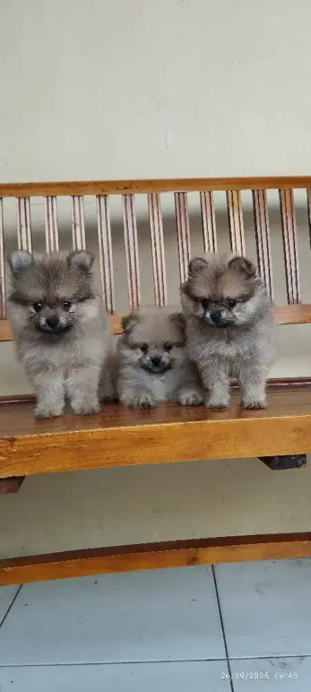 Jual minipom / pomeranian puppy