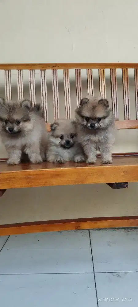 Minipom murah cakep