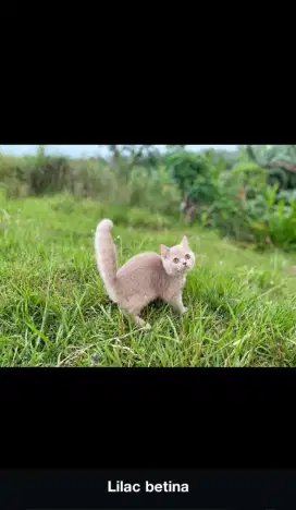 kucing bsh betina lilac 4 bulan
