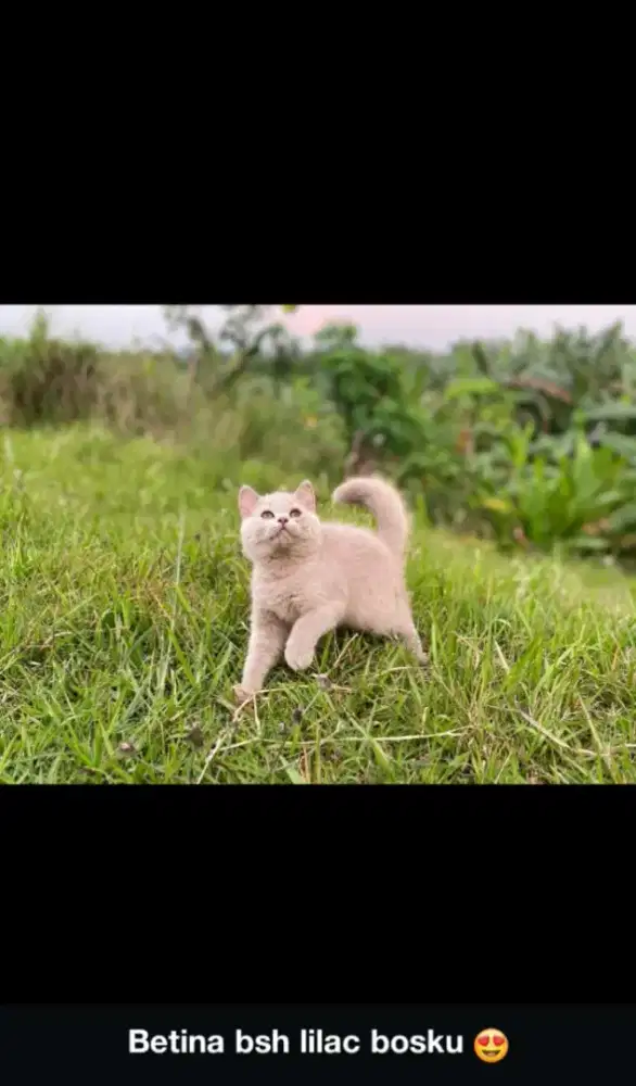kucing bsh betina lilac 4 bulan