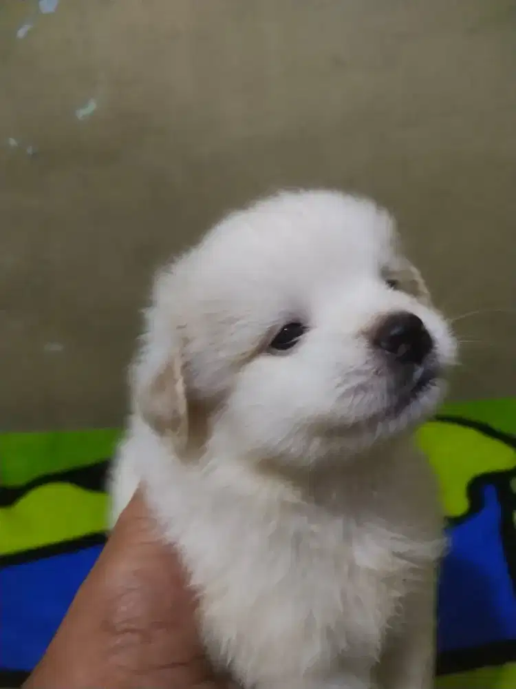 Anjing minipom mix jantan usia 2 bulan