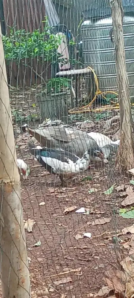 Dijual mentok siap ternak