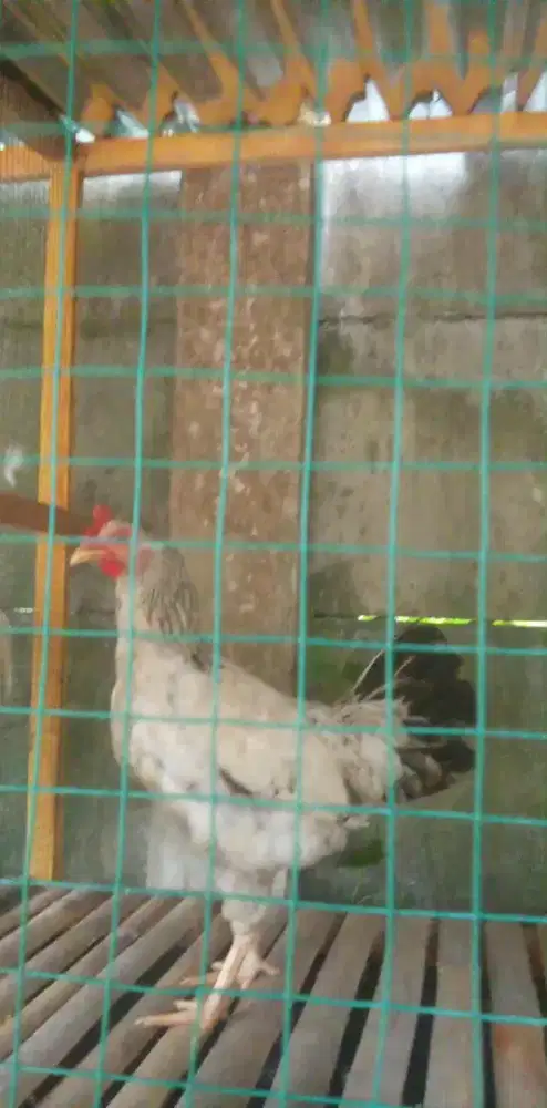 Ayam kp betina  pro