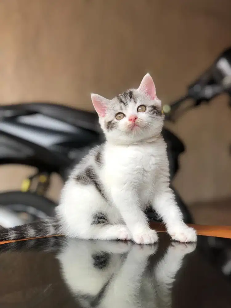Munchkin BSH NS jantan
