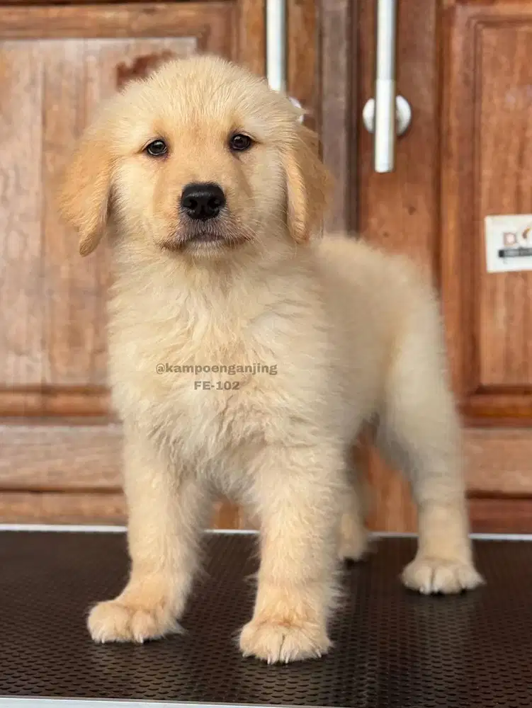 Golden Betina Dengan Bulu yang menawan