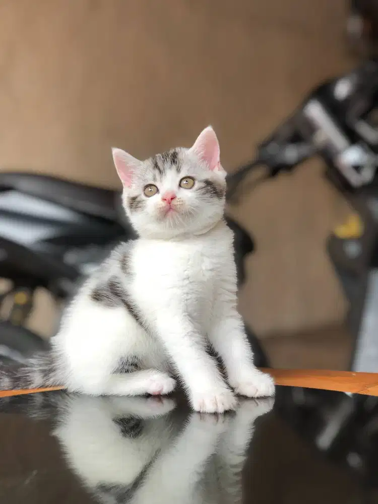 Munchkin BSH NS jantan
