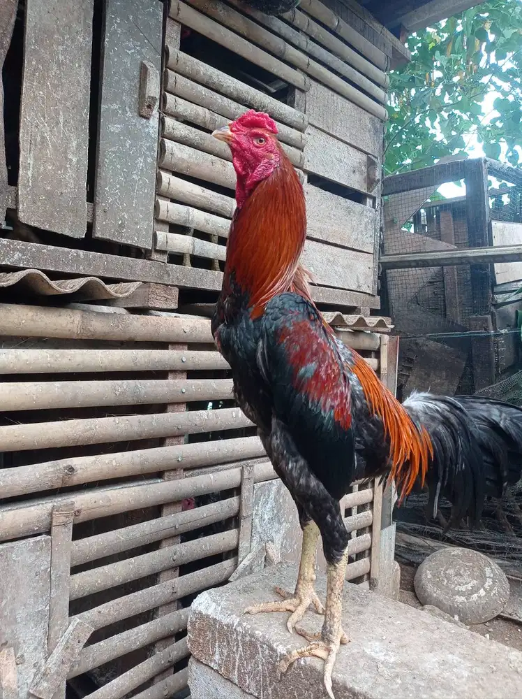 JASA PENITIPAN AYAM BANGKOK TERPERCAYA