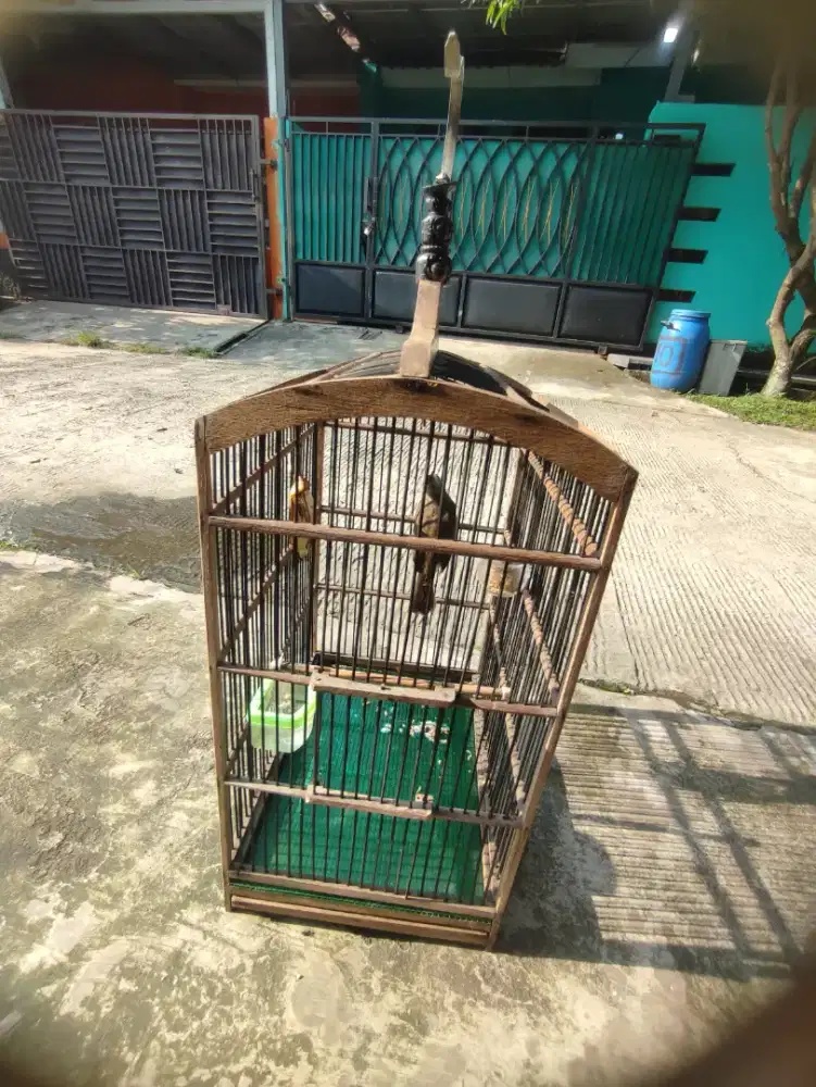 Burung trucukan prihara dari loloh