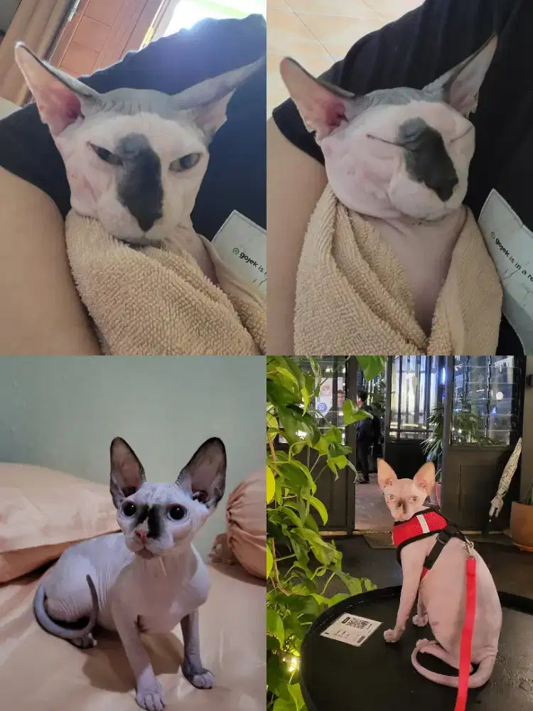 Sepasang kucing sphynx siap ternak