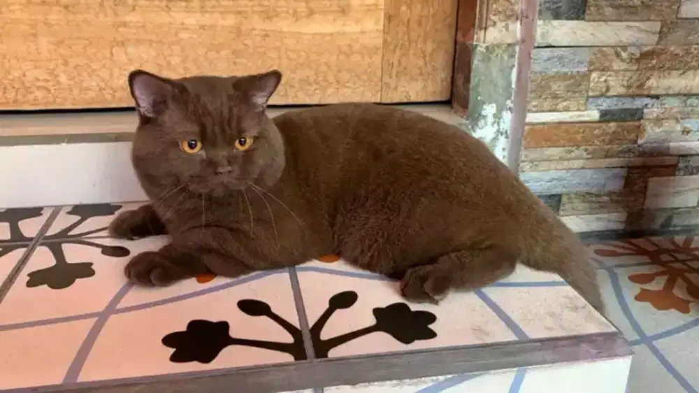 British shorthair cinamon 16 bulan