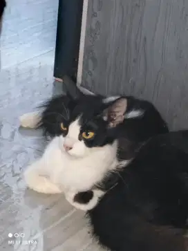 LEPAS ADOPT KUCING PERSIA TUXEDO