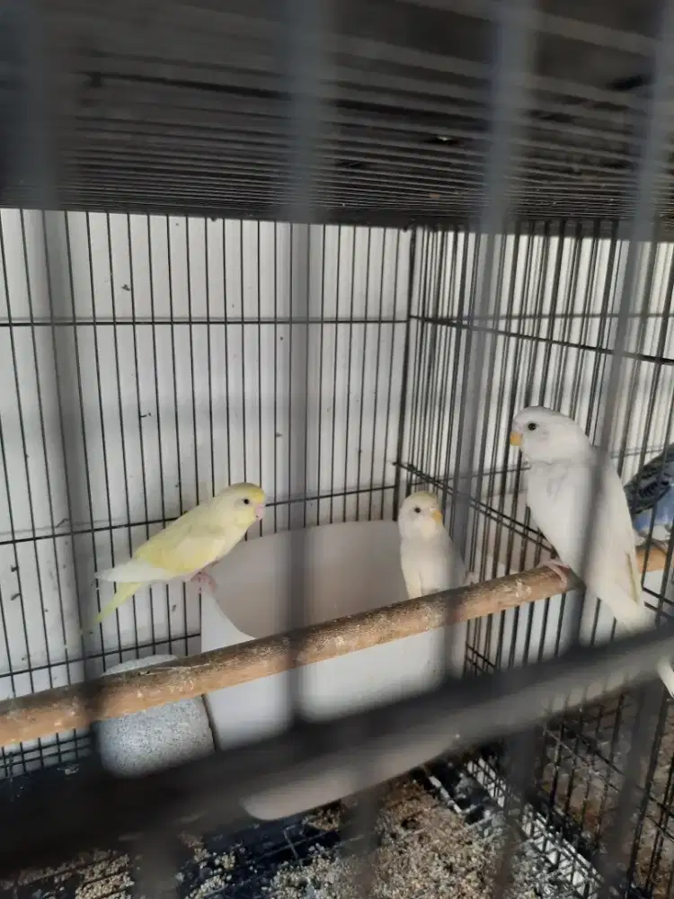 Burung parkit 1 pasang