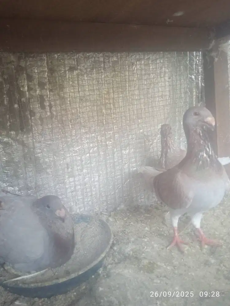 Merpati pos GBH