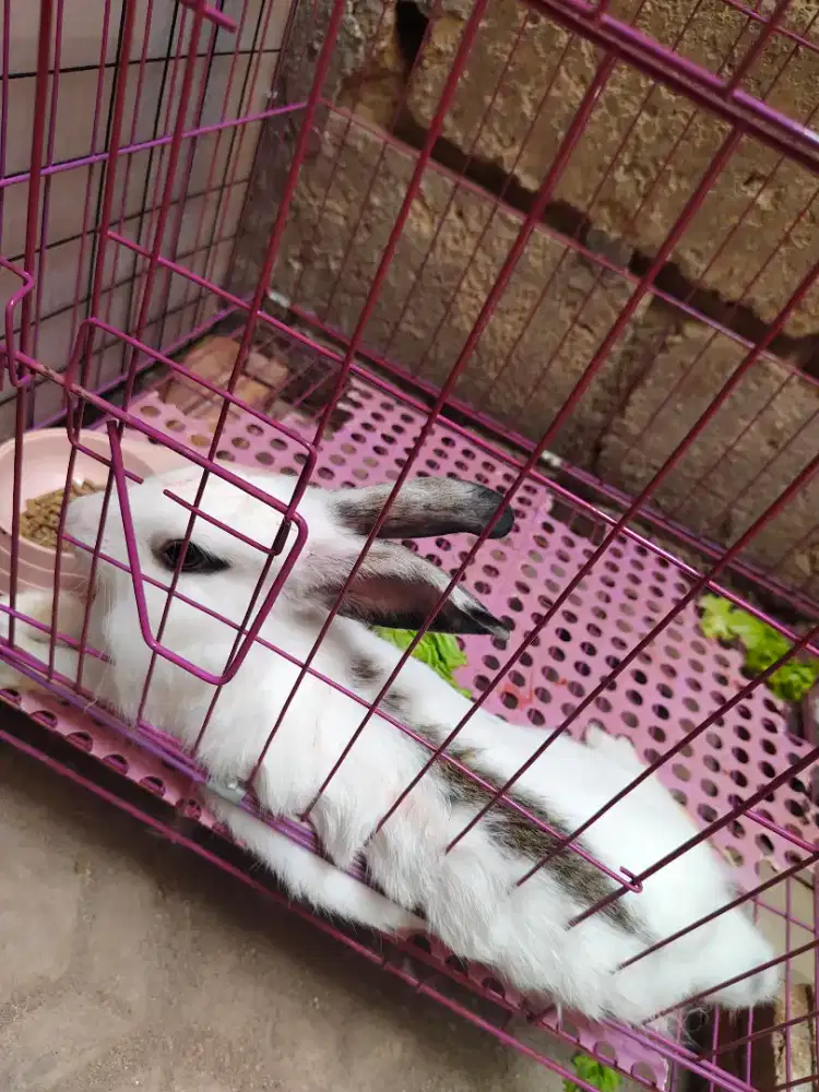 Menjual Hewan Kelinci ras Persia