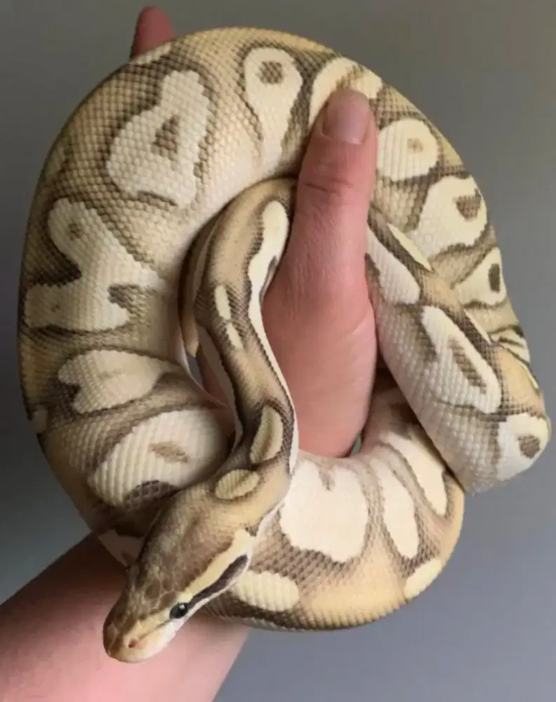 Ballpython Fire Lesser Het Albino Adult Proven