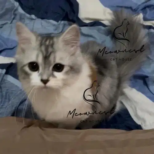 KITTEN PERSIA (Semi Munchkin)