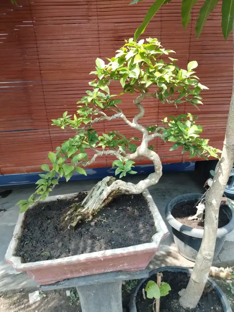 Bonsai bougenvil ungu