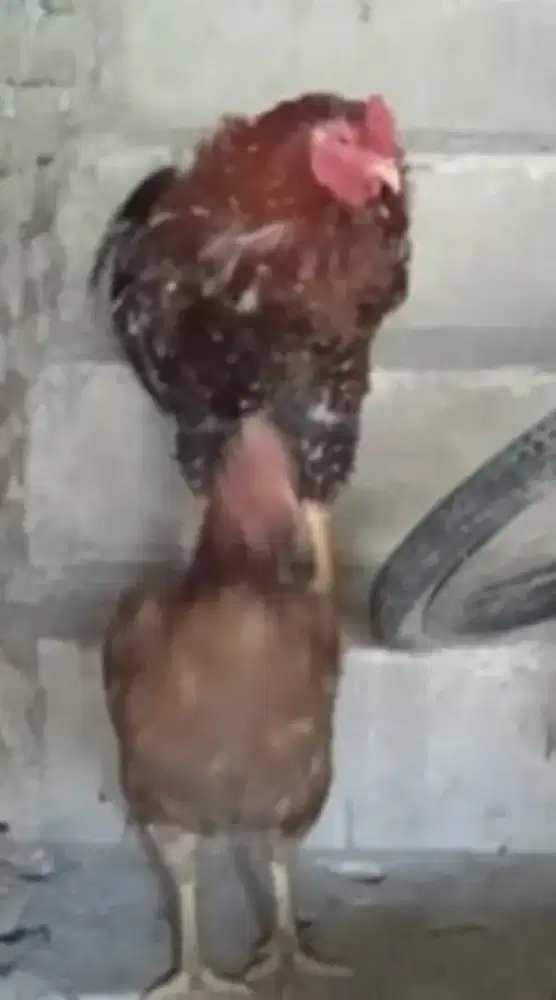 Jual ayam kampung