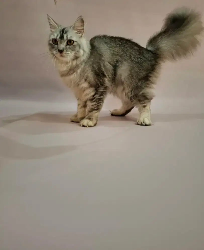 Kucing Scottish Straight