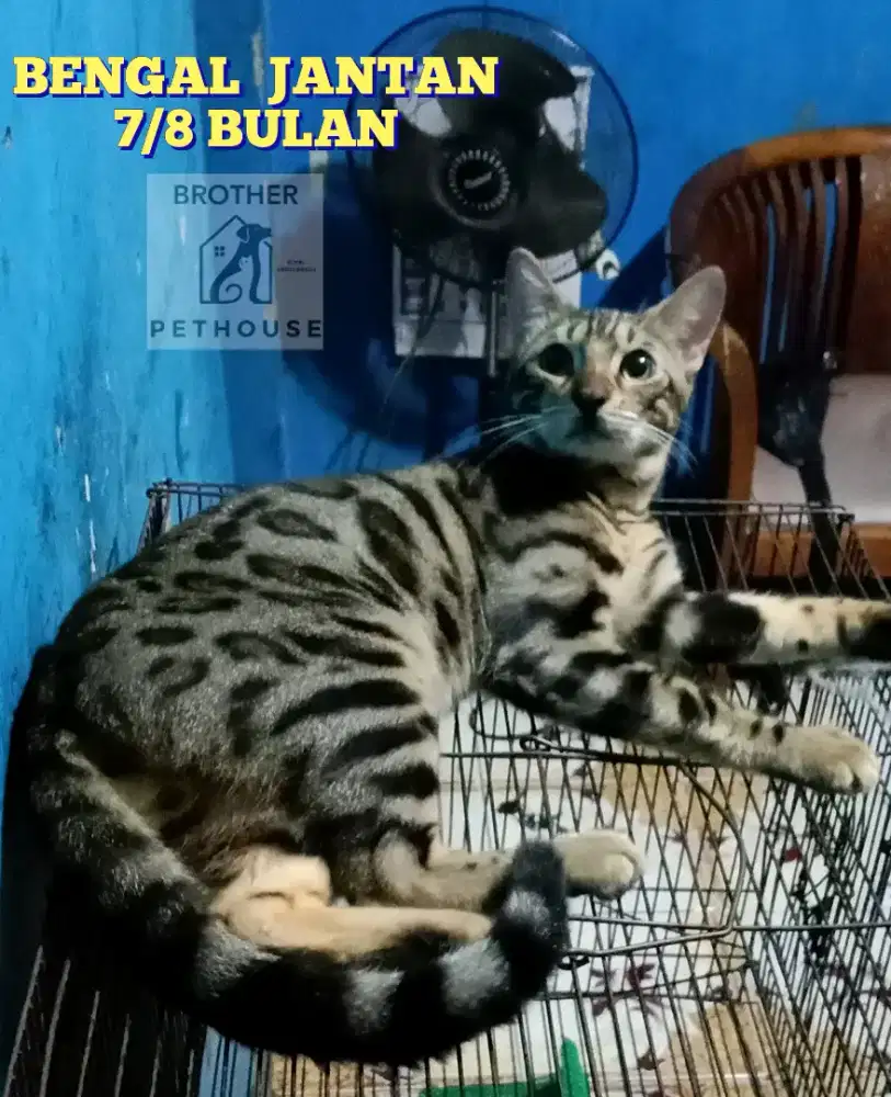 BENGALL JANTAN  , 8BLN