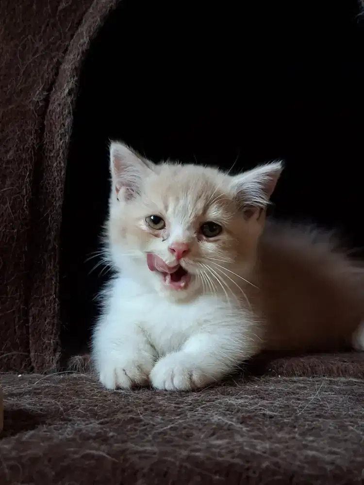 Kucing munchkin murni bsh umur 2bulan up