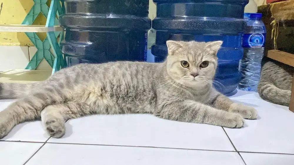 scottish fold 7