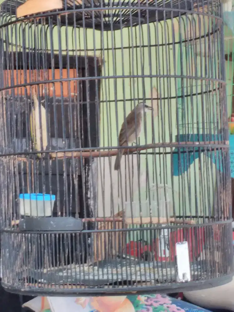Dijual dah bosen crucuk jatim sama kandang murai harga 200 rb dah